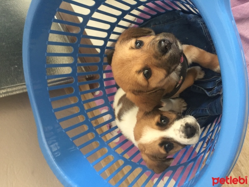 Beagle, Köpek  Tarçın ve cesur fotoğrafı