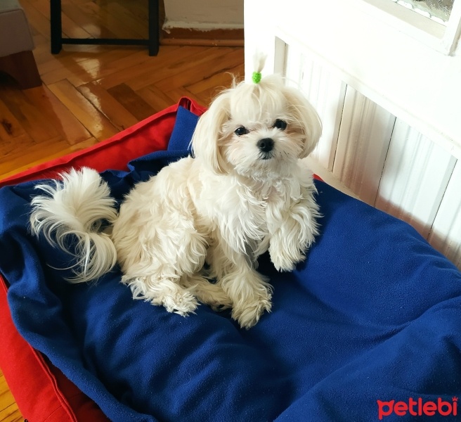 Maltese, Köpek  LUNA fotoğrafı