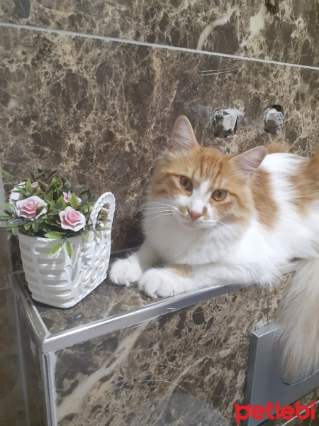 Sarman, Kedi  Paşa fotoğrafı