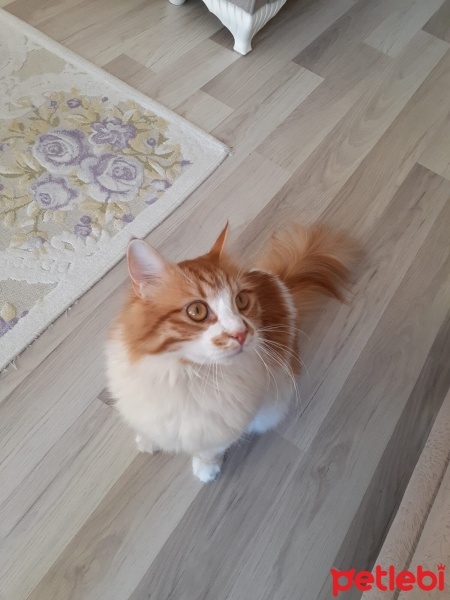 Sarman, Kedi  Paşa fotoğrafı