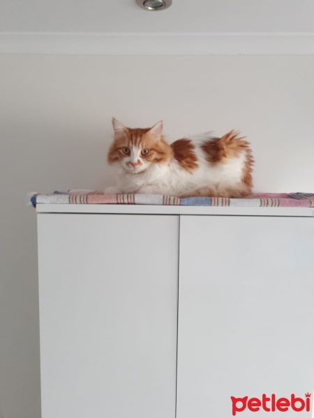 Sarman, Kedi  Paşa fotoğrafı