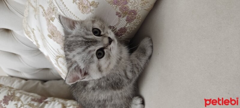 British Shorthair, Kedi  Sakız fotoğrafı