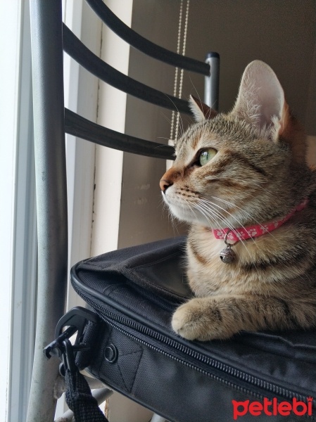 Tekir Kedi, Kedi  Karamel fotoğrafı