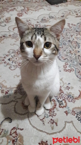 Tekir Kedi, Kedi  Ponçik fotoğrafı