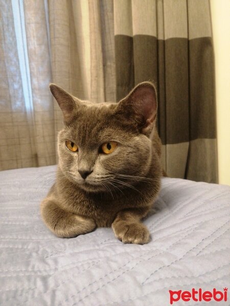 British Shorthair, Kedi  Lila fotoğrafı