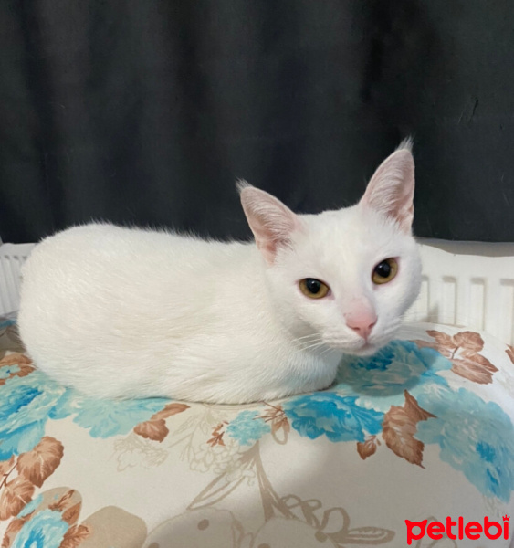 Ankara Kedisi, Kedi  Molly fotoğrafı