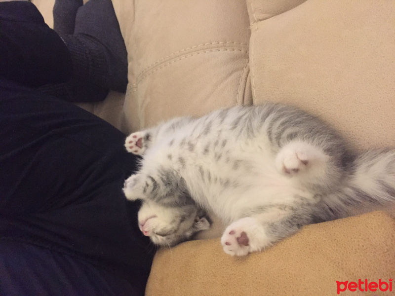 Scottish Fold, Kedi  Miya fotoğrafı