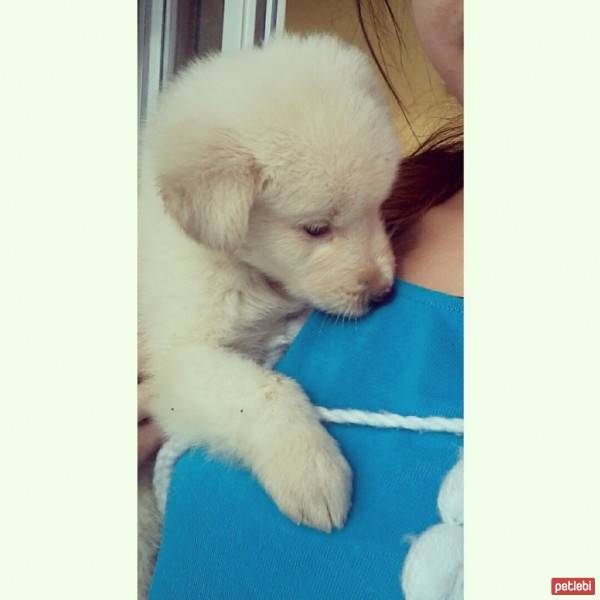 Golden Retriever, Köpek  Cesur fotoğrafı