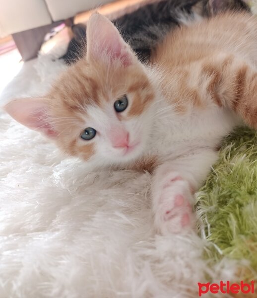 Tekir Kedi, Kedi  Maya fotoğrafı