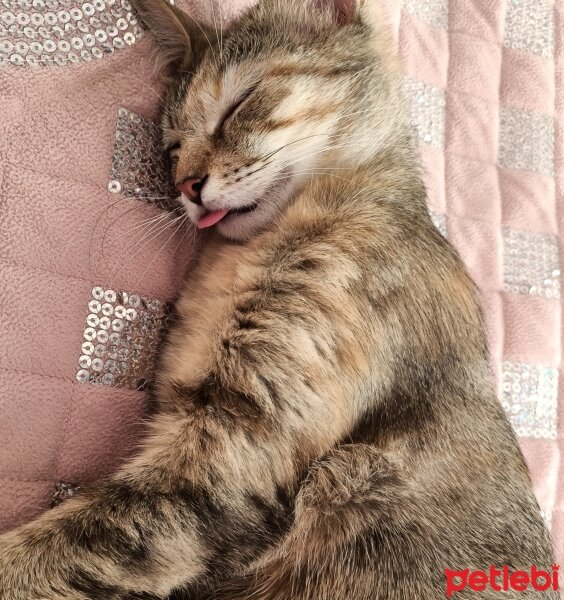 Tekir Kedi, Kedi  Maya fotoğrafı