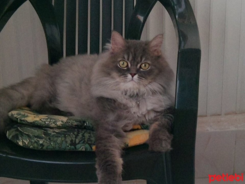 İran Kedisi (Persian), Kedi  Duman fotoğrafı