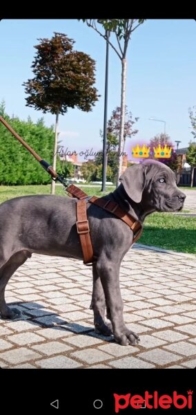 Cane Corso Italiano, Köpek  Baron fotoğrafı