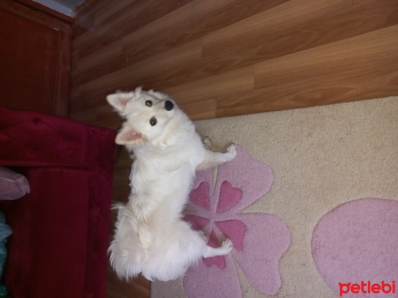 Pomeranyalı, Köpek  Leydi fotoğrafı