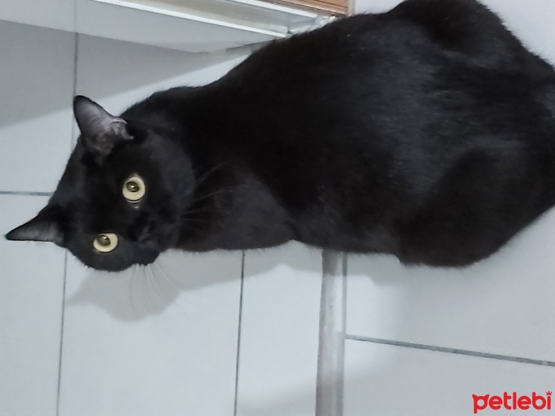 British Shorthair, Kedi  Zeytin fotoğrafı
