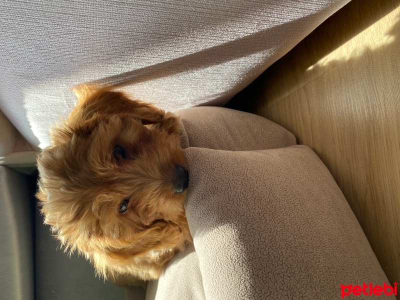 Poodle (Minyatür Kaniş), Köpek  Toffie fotoğrafı