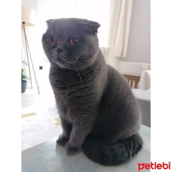 Scottish Fold, Kedi  İZMİR fotoğrafı