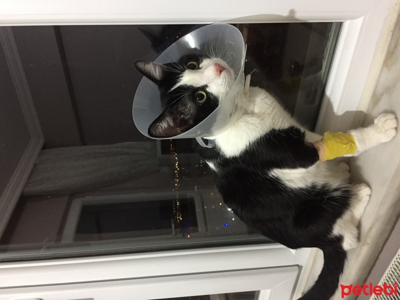 Tekir Kedi, Kedi  Charlie fotoğrafı
