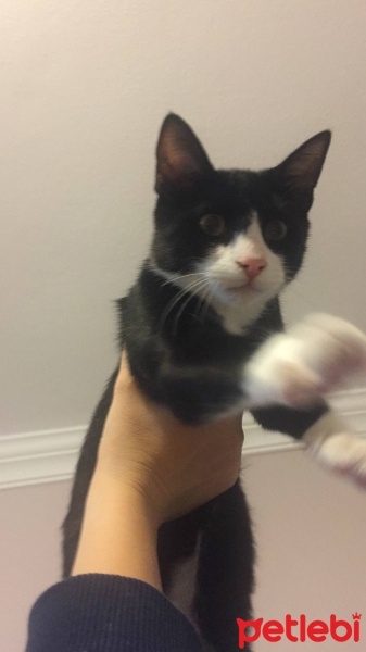 Tekir Kedi, Kedi  Çomar fotoğrafı