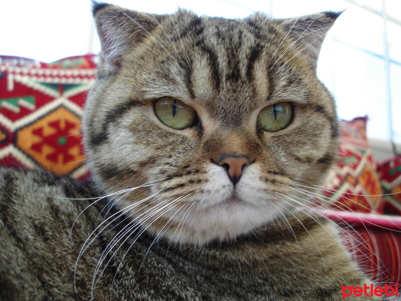 Scottish Fold, Kedi  LUNA fotoğrafı