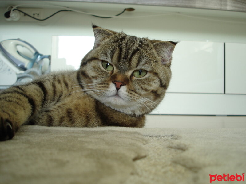 Scottish Fold, Kedi  LUNA fotoğrafı