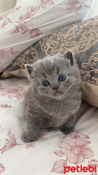British Shorthair, Kedi  Mia fotoğrafı