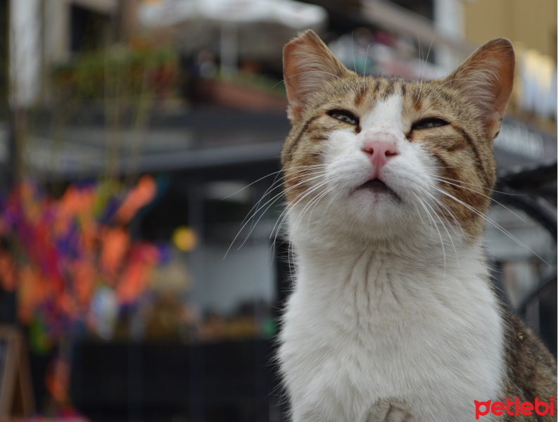 Soke, Kedi  Mia fotoğrafı