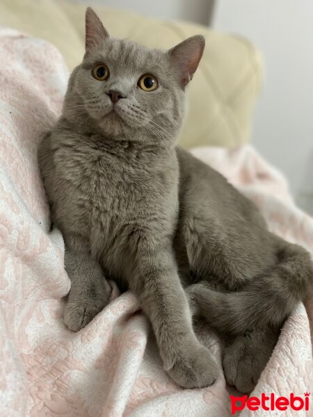 British Shorthair, Kedi  Osman fotoğrafı