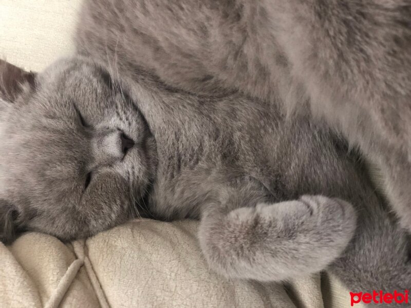 British Shorthair, Kedi  Osman fotoğrafı