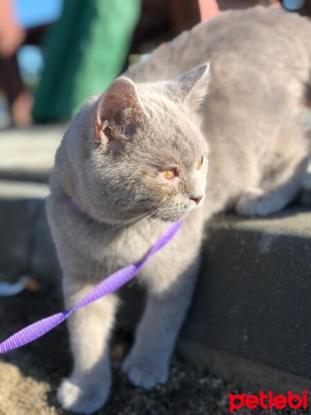 British Shorthair, Kedi  Osman fotoğrafı