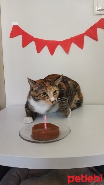 Tekir Kedi, Kedi  Bihter fotoğrafı