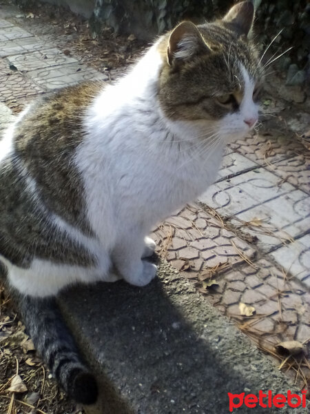 Tekir Kedi, Kedi  Sokak canları fotoğrafı