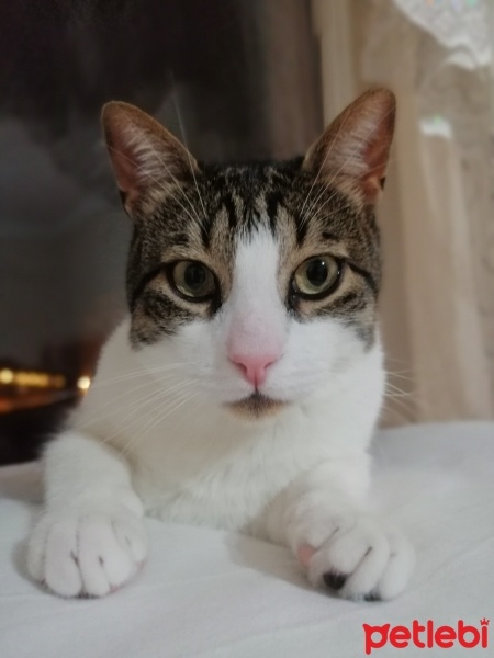 Tekir Kedi, Kedi  Fındık fotoğrafı