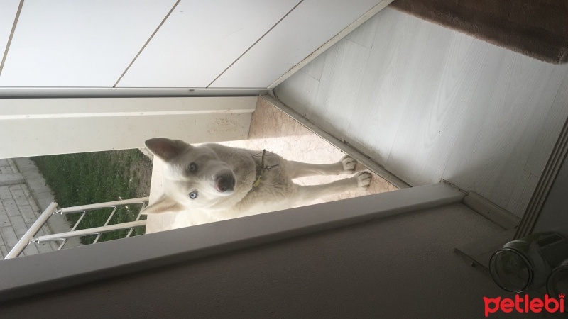 Sibirya Kurdu (Husky), Köpek  alice fotoğrafı
