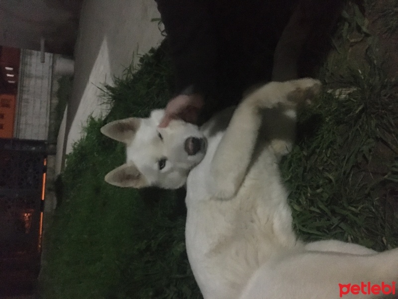 Sibirya Kurdu (Husky), Köpek  alice fotoğrafı