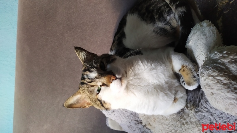 Tekir Kedi, Kedi  Leblebi fotoğrafı