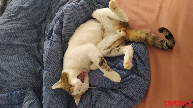 Tekir Kedi, Kedi  Mırmır fotoğrafı