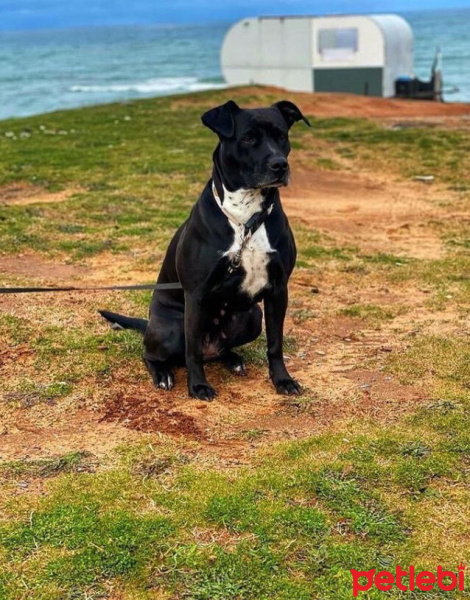 Labrador Retriever, Köpek  Mina fotoğrafı