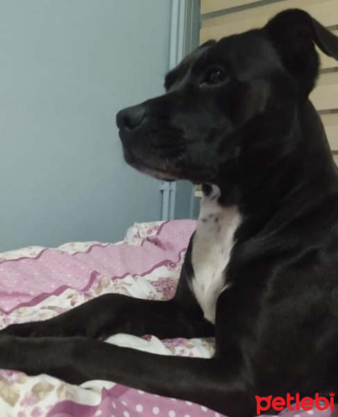 Labrador Retriever, Köpek  Mina fotoğrafı