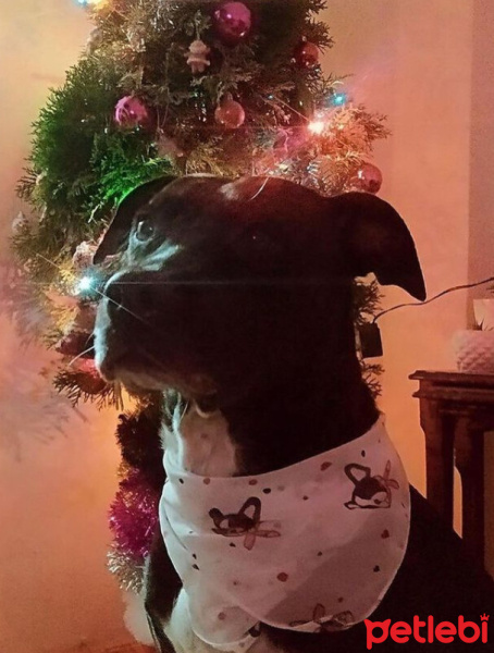 Labrador Retriever, Köpek  Mina fotoğrafı