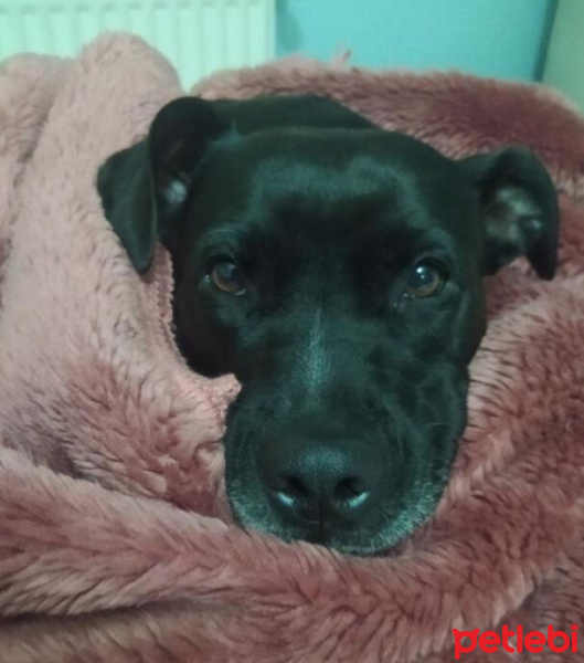 Labrador Retriever, Köpek  Mina fotoğrafı