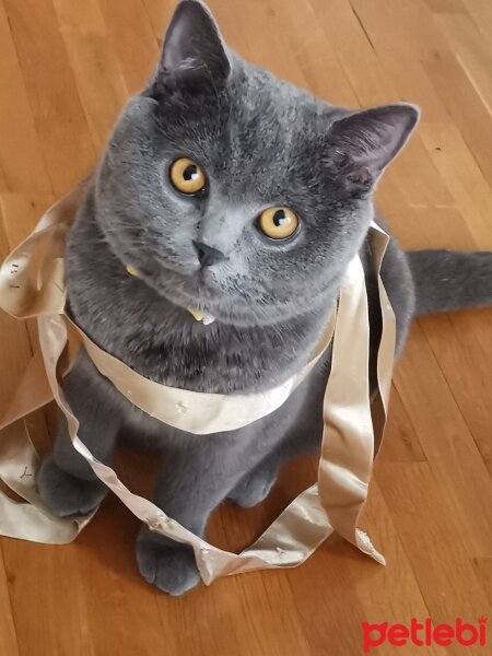 British Shorthair, Kedi  TİTAN fotoğrafı