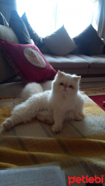 İran Kedisi (Persian), Kedi  Prenses fotoğrafı