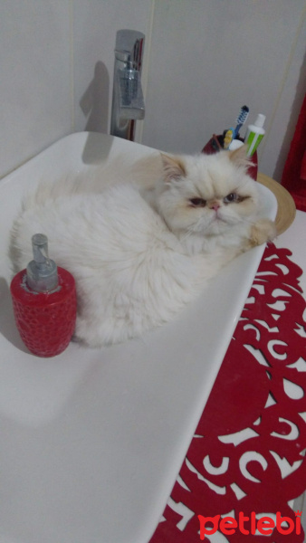 İran Kedisi (Persian), Kedi  Prenses fotoğrafı