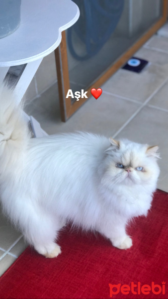 İran Kedisi (Persian), Kedi  Prenses fotoğrafı