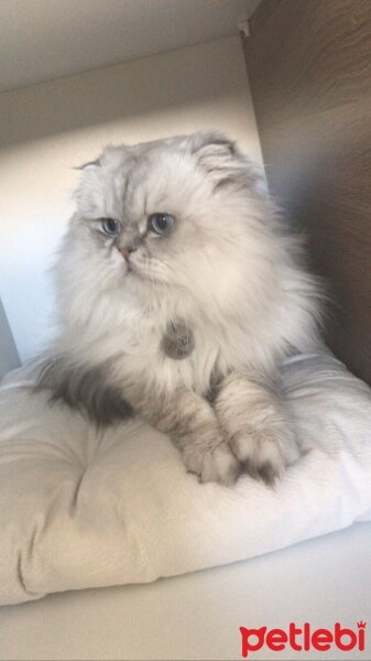 Scottish Fold, Kedi  Jan fotoğrafı