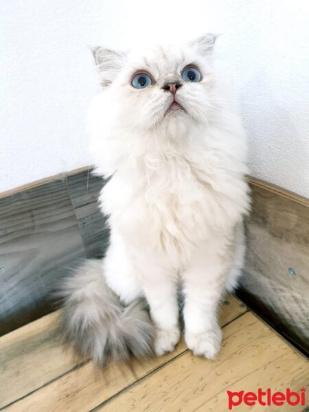 Scottish Fold, Kedi  Jan fotoğrafı