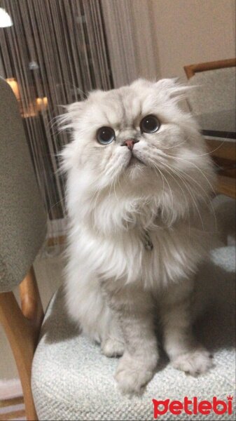 Scottish Fold, Kedi  Jan fotoğrafı