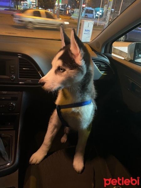 Sibirya Kurdu (Husky), Köpek  Boyka fotoğrafı