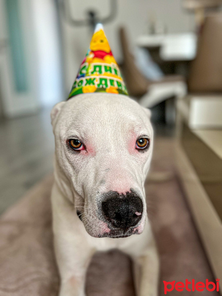 Dogo Arjantin, Köpek  Sütlaç fotoğrafı