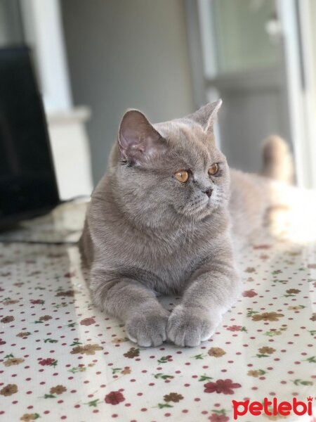 British Shorthair, Kedi  Mia fotoğrafı